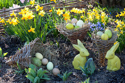 Easter in the garden with Narcissus 'Jetfire', 'Tete A Tete'