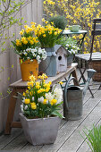 Spring terrace with Narcissus 'Tete a Tete', Tulipa 'Calimero'
