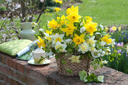 Gelb-weißer Frühlingsstrauß im Korb : Narcissus ( Narzissen ), Helleborus