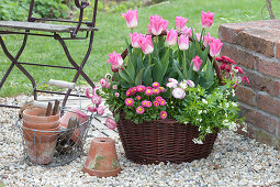 Tulipa 'Akela', Bellis and Galium odoratum