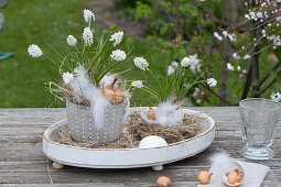 Muscari alsoeri 'White Magic' (grape hyacinth) with onions