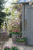 Wisteria sinensis ( Chinesischer Blauregen ), Tulipa ( Tulpen ) und Muscari