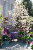 Spring terrace, Amelanchier lamarckii (Rock pear), Tulipa