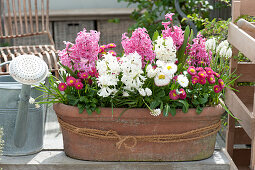 Hyacinthus 'White Pearl', 'Pink Pearl', Bellis