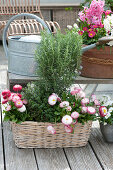 Hyacinthus 'Pink Pearl' ( Hyazinthen ), Bellis ( Tausendschön )