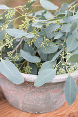 Eukalyptus populus mit Beeren