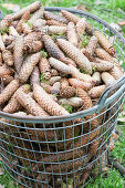 Various cones in metal basket