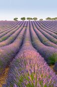 Lavender rows, Plateau de Valensole, Alpes-de-Haute-Provence, Provence-Alpes-Cote d Azur, France, Europe