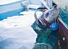 A seal in a research pool wearing research equipment, Marine Science Center, Warnemünde harbour, Germany