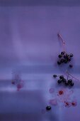 Holunderbeeren auf lila Untergrund