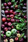 Summer Fruits against a dark background