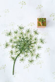 Wild carrot flower as a printing block motif