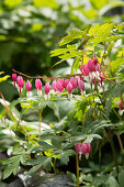 Bleeding heart