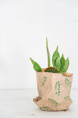 Kaktus mit jungen Trieben in einer mit Blattmotiv bedruckten Papiertüte