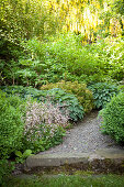 Kiesweg gesäumt von Steinbrech und Hosta, im Hintergrund blühender Goldregen