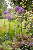 Flowering allium 'Mercurius' in flowerbed