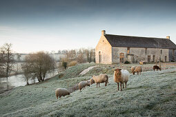 Solognote-Schafe auf der Wiese, im Hintergrund Landhaus