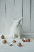 White rabbit and egg shells