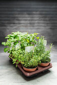 Various fresh herbs in flowerpots on a tray