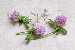 Rot-Kleeblüten (Trifolium pratense) auf Steinuntergrund