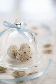 Three quail eggs under small glass cover with blue ribbon