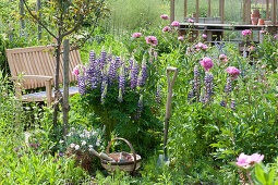 Paeonia lactiflora 'Glory Hallelujah' (Peony), Lupinus polyphyllus