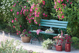 Blaue Bank unter Rosa gallica 'Scharlachglut' (Historische Strauchrose)