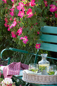 Blue bench under Rosa gallica 'Scharlachglut' (Historic shrub rose)