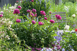 Early summer perennial border: Paeonia lactiflora 'Pink Double' (Peonies)