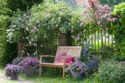 Shady seat under climbing rose at the fence