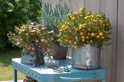 Delosperma Wheels of Wonder 'Orange Wonder' 'Hot Pink Wonder'