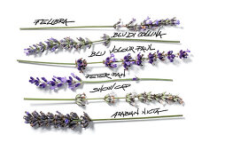 Various types of lavender