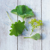 Lady's mantle with flowers