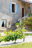 Vines growing outside old stone house with exterior stairs