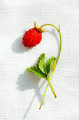 A close-up of a single ripe wild strawberry with a leaf on a piece of linen