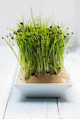 Cress in a white bowl