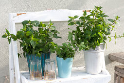 Balcony With Fruit Herbs