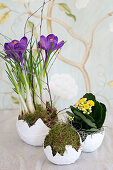 Crocus, kalanchoe and moss in faux egg shells