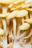 Lemon mushrooms (edge to edge)