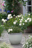 Rosa 'Petticoat' ( Beetrose ), Euphorbia 'Diamond Ice' ( Zauberschnee )