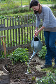 Planting expelled Dahlias in the bed