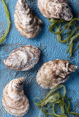 Raw oysters with seaweed on blue background