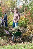 Cleaning The Garden In The Fall