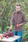 Man Puts Freshly Picked Apples In Harvest Basket