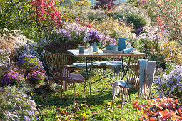 Seating Between Flowering Asters In The Garden