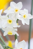 White-flowering narcissus