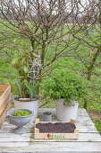 Various plants in buckets and bowl and wooden crate of soil on garden table
