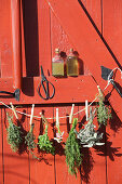 Herbs for making natural cosmetics hanging up to dry in front of a red wooden door