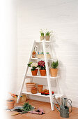 Plants and pots on white ladder shelves against brick wall