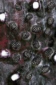Wet berries blackberries on a dark surface